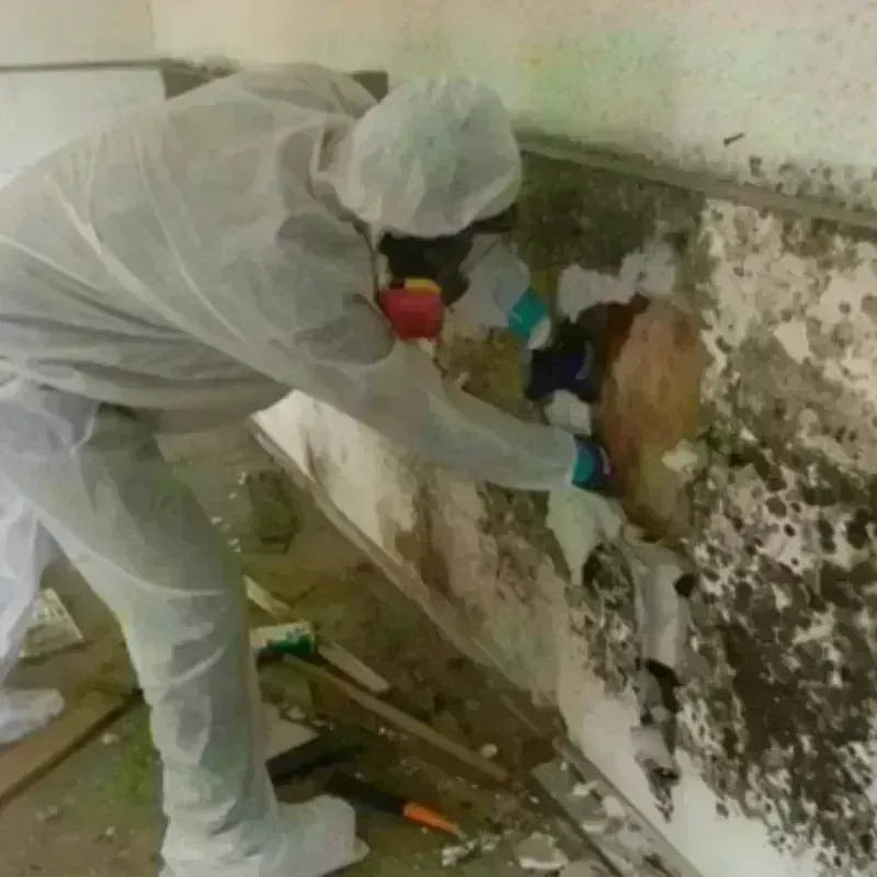 Mold Remediation and Removal in Capitanejo, PR